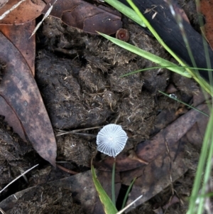 Coprinellus etc. at Kosciuszko National Park, NSW - 8 Mar 2020 09:55 AM