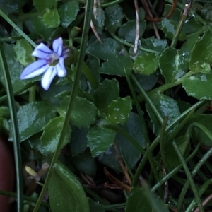 Lobelia pedunculata at Pilot Wilderness, NSW - 8 Mar 2020 07:37 AM