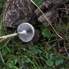 Panaeolus sp. (Panaeolus) at Kosciuszko National Park - 7 Mar 2020 by Jubeyjubes