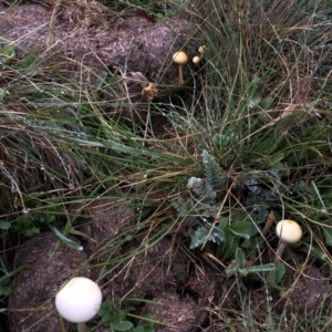 Panaeolus sp. at Pilot Wilderness, NSW - 8 Mar 2020