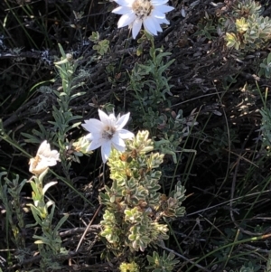 Rhodanthe anthemoides at Pilot Wilderness, NSW - 7 Mar 2020