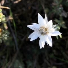 Rhodanthe anthemoides at Pilot Wilderness, NSW - 7 Mar 2020