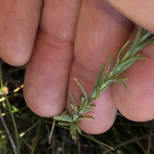 Rhodanthe anthemoides at Pilot Wilderness, NSW - 7 Mar 2020