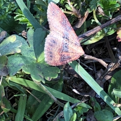 Acodia undescribed species (A Geometer moth (Larentiinae)) at Pilot Wilderness, NSW - 7 Mar 2020 by Jubeyjubes