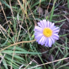 Brachyscome spathulata (Coarse Daisy, Spoon-leaved Daisy) at Pilot Wilderness, NSW - 7 Mar 2020 by Jubeyjubes