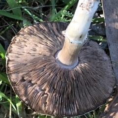 Agaricus sp. (Agaricus) at Pilot Wilderness, NSW - 7 Mar 2020 by Jubeyjubes