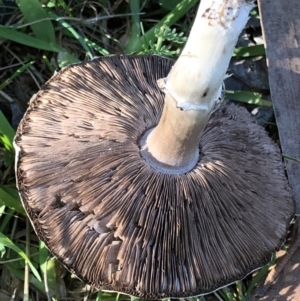 Agaricus sp. at Pilot Wilderness, NSW - 7 Mar 2020