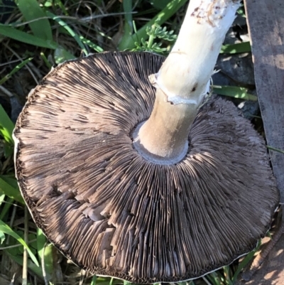 Agaricus sp. (Agaricus) at Kosciuszko National Park - 7 Mar 2020 by Jubeyjubes