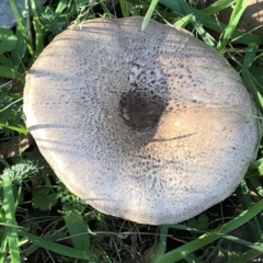 Agaricus sp. at Pilot Wilderness, NSW - 7 Mar 2020