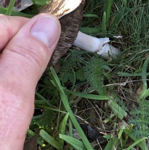 Agaricus sp. at Pilot Wilderness, NSW - 7 Mar 2020