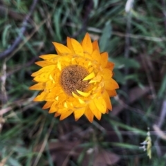 Xerochrysum subundulatum (Alpine Everlasting) at Pilot Wilderness, NSW - 7 Mar 2020 by Jubeyjubes