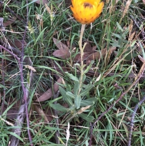 Xerochrysum subundulatum at Pilot Wilderness, NSW - 7 Mar 2020