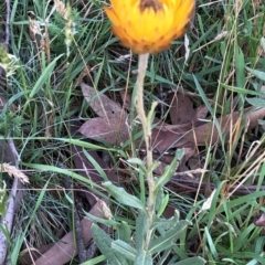 Xerochrysum subundulatum at Pilot Wilderness, NSW - 7 Mar 2020