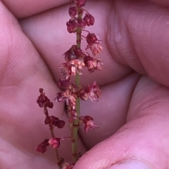 Gonocarpus montanus at Pilot Wilderness, NSW - 8 Mar 2020 by Jubeyjubes