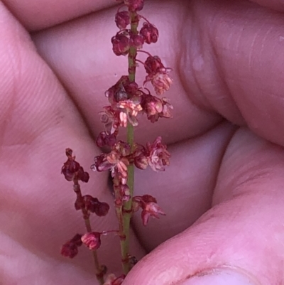 Gonocarpus montanus at Pilot Wilderness, NSW - 8 Mar 2020 by Jubeyjubes