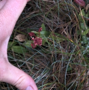 Gonocarpus montanus at Pilot Wilderness, NSW - 8 Mar 2020 07:55 AM