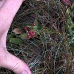 Gonocarpus montanus at Pilot Wilderness, NSW - 8 Mar 2020