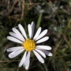 Brachyscome aculeata (Hill Daisy) at Kosciuszko National Park, NSW - 7 Mar 2020 by Jubeyjubes