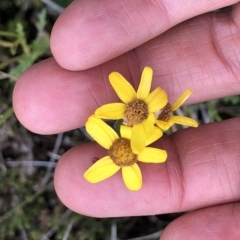 Senecio (genus) (A Fireweed) at Kosciuszko National Park, NSW - 8 Mar 2020 by Jubeyjubes