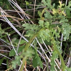 Senecio sp. at Kosciuszko National Park, NSW - 8 Mar 2020