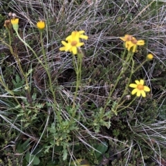 Senecio sp. at Kosciuszko National Park, NSW - 8 Mar 2020