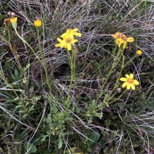 Senecio sp. at Kosciuszko National Park, NSW - 8 Mar 2020 05:31 PM