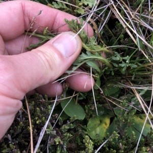 Senecio sp. at Kosciuszko National Park, NSW - 8 Mar 2020