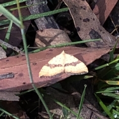 Chrysolarentia polyxantha (Yellow Carpet Moth) at Kosciuszko National Park, NSW - 8 Mar 2020 by Jubeyjubes