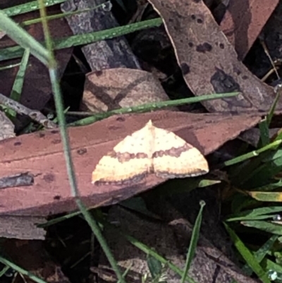 Chrysolarentia polyxantha (Yellow Carpet Moth) at Kosciuszko National Park - 7 Mar 2020 by Jubeyjubes