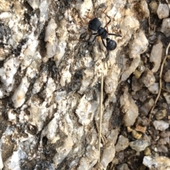 Myrmecia sp., pilosula-group (Jack jumper) at Kosciuszko National Park - 8 Mar 2020 by Jubeyjubes