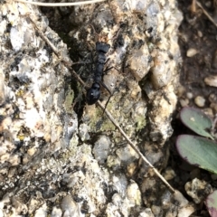 Myrmecia sp., pilosula-group at Kosciuszko National Park, NSW - 8 Mar 2020