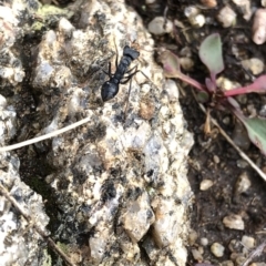 Myrmecia sp., pilosula-group at Kosciuszko National Park, NSW - 8 Mar 2020