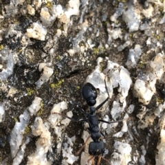 Myrmecia sp., pilosula-group at Kosciuszko National Park, NSW - 8 Mar 2020