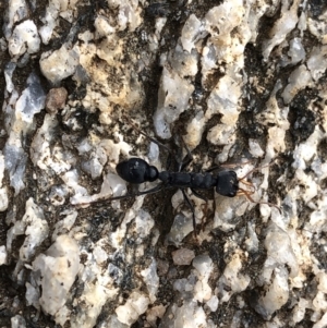 Myrmecia sp., pilosula-group at Kosciuszko National Park, NSW - 8 Mar 2020