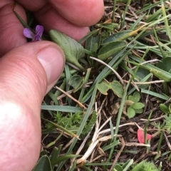 Viola betonicifolia (Mountain Violet) at Kosciuszko National Park, NSW - 8 Mar 2020 by Jubeyjubes