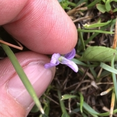 Viola betonicifolia at Kosciuszko National Park, NSW - 8 Mar 2020