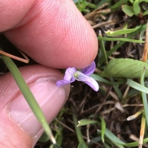 Viola betonicifolia at Kosciuszko National Park, NSW - 8 Mar 2020