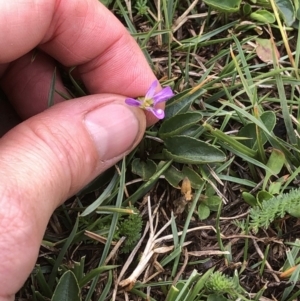 Viola betonicifolia at Kosciuszko National Park, NSW - 8 Mar 2020