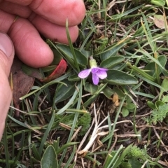 Viola betonicifolia at Kosciuszko National Park, NSW - 8 Mar 2020