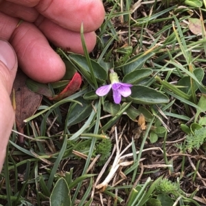 Viola betonicifolia at Kosciuszko National Park, NSW - 8 Mar 2020