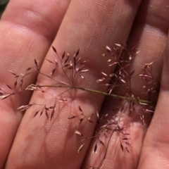 Agrostis sp. at Pilot Wilderness, NSW - 7 Mar 2020