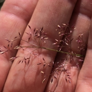 Agrostis sp. at Pilot Wilderness, NSW - 7 Mar 2020 05:15 PM