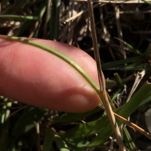 Agrostis sp. at Pilot Wilderness, NSW - 7 Mar 2020 05:15 PM