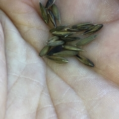 Festuca sp. (A Fescue) at Pilot Wilderness, NSW - 7 Mar 2020 by Jubeyjubes