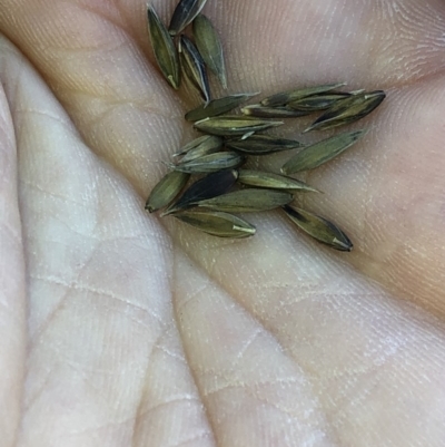 Festuca (genus) (A Fescue) at Pilot Wilderness, NSW - 7 Mar 2020 by Jubeyjubes