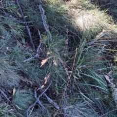 Festuca sp. at Pilot Wilderness, NSW - 7 Mar 2020