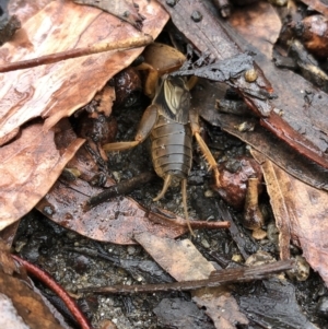 Gryllotalpa sp. (genus) at Kosciuszko National Park, NSW - 8 Mar 2020