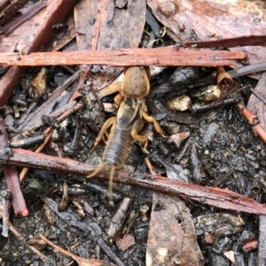 Gryllotalpa sp. (genus) at Kosciuszko National Park, NSW - 8 Mar 2020