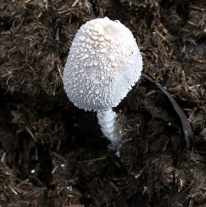 Coprinellus etc. at Kosciuszko National Park, NSW - 8 Mar 2020