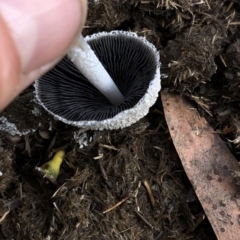 Coprinellus etc. at Kosciuszko National Park, NSW - 8 Mar 2020